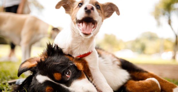 Deux chiens, un petit et un gros, luttent ensemble pour s’amuser. Le petit chien se tient sur le gros, qui est étendu sur le gazon dehors. 