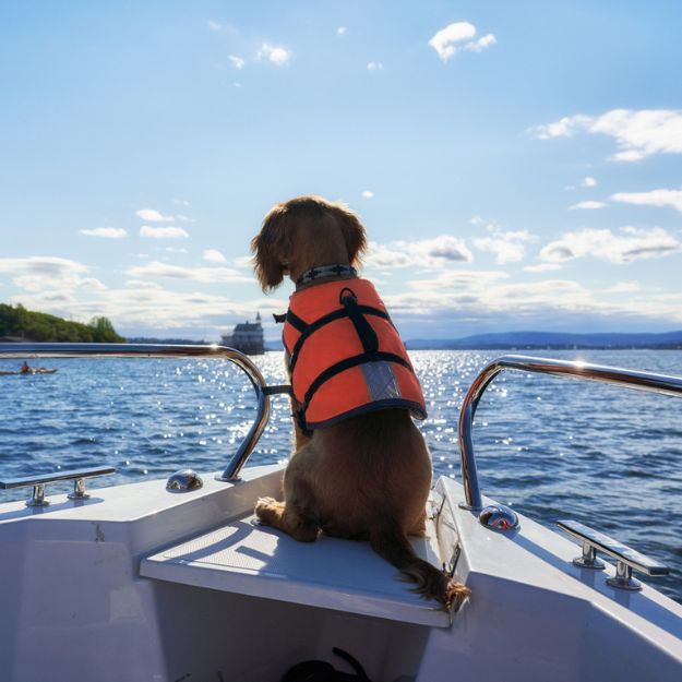 Un chien portant un gilet de sauvetage est assis sur la proue du bateau de son propriétaire.