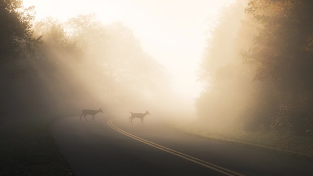 Deux chevreuils traversent une route à deux voies le matin. Le soleil brille à travers la brume matinale, ce qui rend les chevreuils peu visibles.